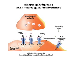 Sinapse gabaérgica (-)
GABA – ácido gama-aminobutírico
 