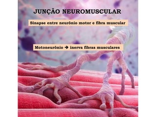 JUNÇÃO NEUROMUSCULAR
Motoneurônio ➔ inerva fibras musculares
Sinapse entre neurônio motor e fibra muscular
 