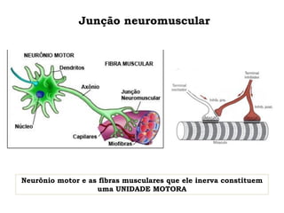 Junção neuromuscular
Neurônio motor e as fibras musculares que ele inerva constituem
uma UNIDADE MOTORA
 
