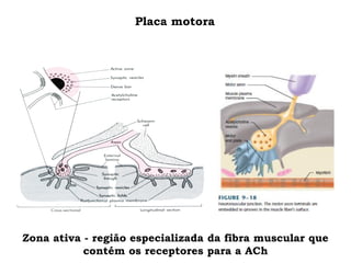 Placa motora
Zona ativa - região especializada da fibra muscular que
contém os receptores para a ACh
 