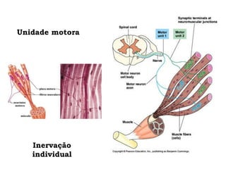 Unidade motora
Inervação
individual
 
