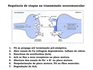 Sequência de etapas na transmissão neuromuscular
1. PA se propaga até terminação pré-sináptica.
2. Abre canais de Ca voltagem dependentes. Influxo de cálcio.
3. Exocitose da acetilcolina (Ach).
4. Ach se fixa a seus receptores na placa motora.
5. Abertura dos canais de Na+ e K+ na placa motora.
6. Despolarização da placa motora. PA na fibra muscular.
7. Degradação da Ach.
 