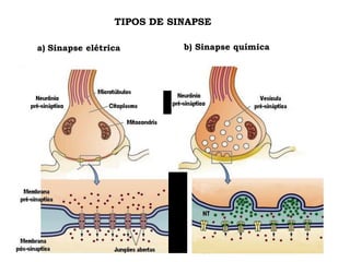 b) Sinapse química
a) Sinapse elétrica
TIPOS DE SINAPSE
 
