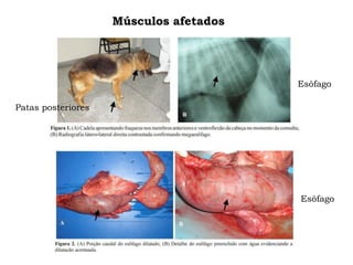 Músculos afetados
Esôfago
Esôfago
Patas posteriores
 