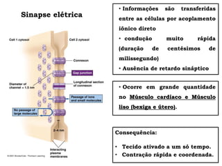 • Informações são transferidas
entre as células por acoplamento
iônico direto
• condução muito rápida
(duração de centésimos de
milissegundo)
• Ausência de retardo sináptico
• Ocorre em grande quantidade
no Músculo cardíaco e Músculo
liso (bexiga e útero).
Consequência:
• Tecido ativado a um só tempo.
• Contração rápida e coordenada.
Sinapse elétrica
 