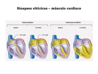 Sinapses elétricas – músculo cardíaco
 