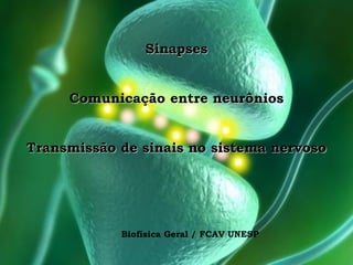 Sinapses
Comunicação entre neurônios
Transmissão de sinais no sistema nervoso
Biofísica Geral / FCAV UNESP
 
