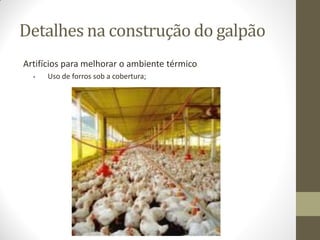 Detalhes na construção do galpão
Artifícios para melhorar o ambiente térmico
• Uso de forros sob a cobertura;
 