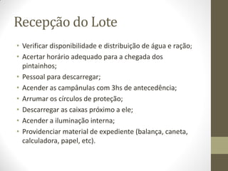 Recepção do Lote
• Verificar disponibilidade e distribuição de água e ração;
• Acertar horário adequado para a chegada dos
pintainhos;
• Pessoal para descarregar;
• Acender as campânulas com 3hs de antecedência;
• Arrumar os círculos de proteção;
• Descarregar as caixas próximo a ele;
• Acender a iluminação interna;
• Providenciar material de expediente (balança, caneta,
calculadora, papel, etc).
 