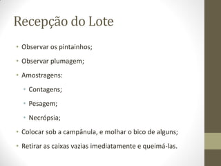 Recepção do Lote
• Observar os pintainhos;
• Observar plumagem;
• Amostragens:
• Contagens;
• Pesagem;
• Necrópsia;
• Colocar sob a campânula, e molhar o bico de alguns;
• Retirar as caixas vazias imediatamente e queimá-las.
 