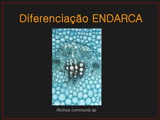 Diferenciação ENDARCA Ricinus communis  sp 