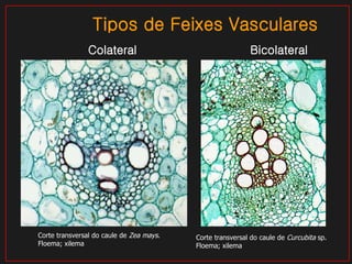 Tipos de Feixes Vasculares Colateral Bicolateral Corte transversal do caule de  Curcubita  sp.  Floema; xilema Corte transversal do caule de  Zea mays .  Floema; xilema 