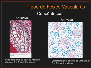 Tipos de Feixes Vasculares Concêntricos Anfivasal Anficrival Corte transversal do caule de  Cordyline  sp.  F = floema; X = xilema Corte transversal do caule de  Pteridium rhizome .  F = floema; X = xilema X F 
