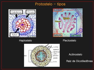 Protostelo - tipos Plectostelo Haplostelo Actinostelo Raiz de Dicotiledônea 