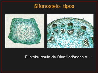 Sifonostelo: tipos Eustelo: caule de Dicotiledôneas e … 
