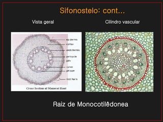 Sifonostelo: cont... Raiz de Monocotilêdonea Vista geral Cilindro vascular 