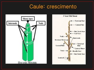 Caule: crescimento 