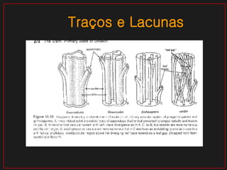 Traços e Lacunas 