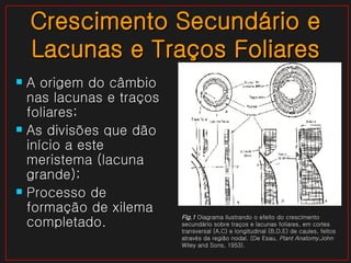 Crescimento Secundário e Lacunas e Traços Foliares A origem do câmbio nas lacunas e traços foliares; As divisões que dão início a este meristema (lacuna grande); Processo de formação de xilema completado. Fig.1  Diagrama ilustrando o efeito do crescimento secundário sobre traços e lacunas foliares, em cortes transversal (A,C) e longitudinal (B,D,E) de caules, feitos através da região nodal. (De Esau,  Plant Anatomy, John Wiley and Sons, 1953). 