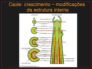 Caule: crescimento – modificações  da estrutura interna 