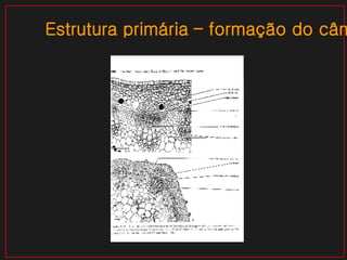 Estrutura primária – formação do câmbio 