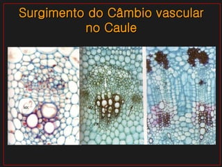 Surgimento do Câmbio vascular no Caule 