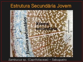Sambucus  sp. (Caprifoliaceae) - Sabugueiro Estrutura Secundária Jovem Xilema secundário Floema secundário 