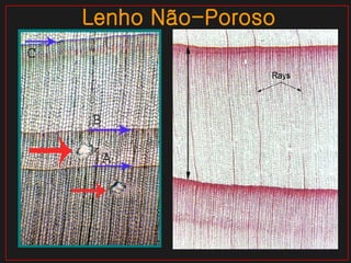 Lenho Não-Poroso 