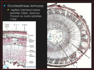 Dicotiledôneas lenhosas regiões interfasciculares estreitas ( Salix, Quercus, Prunus ) ou muito estreitas ( Tilia ) Tilia americana  