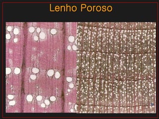 Lenho Poroso a b 