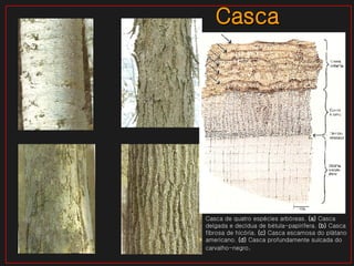 Casca de quatro espécies arbóreas.  (a)  Casca delgada e decídua de bétula-papirífera.  (b)  Casca fibrosa de hicória.  (c)  Casca escamosa do plátano americano.  (d)  Casca profundamente sulcada do carvalho-negro . Casca 