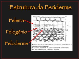 Estrutura da Periderme Felema Felogênio Feloderme 