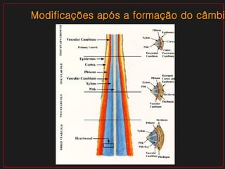Modificações após a formação do câmbio 