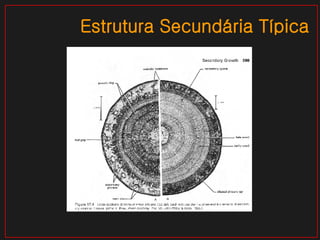 Estrutura Secundária Típica 