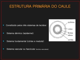 ESTRUTURA PRIMÁRIA DO CAULE Constituído pelos três sistemas de tecidos: Sistema dérmico (epiderme); Sistema fundamental (córtex e medula); Sistema vascular ou fascicular  (tecidos vasculares). 