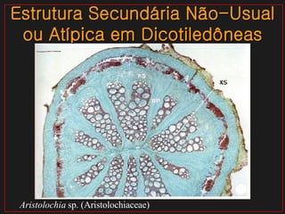 Estrutura Secundária Não-Usual ou Atípica em Dicotiledôneas Aristolochia  sp. (Aristolochiaceae) 