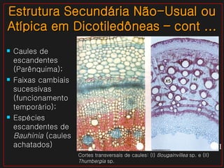 Estrutura Secundária Não-Usual ou Atípica em Dicotiledôneas – cont ... Caules de escandentes (Parênquima); Faixas cambiais sucessivas (funcionamento temporário); Espécies escandentes de  Bauhinia  (caules achatados) I II Cortes transversais de caules: (I)  Bougainvillea  sp. e (II)  Thumbergia  sp.  