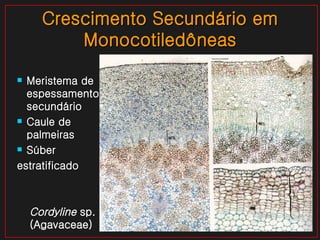 Crescimento Secundário em Monocotiledôneas Meristema de espessamento secundário Caule de palmeiras Súber  estratificado Cordyline  sp. (Agavaceae) 
