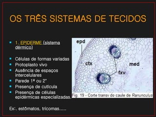 OS TRÊS SISTEMAS DE TECIDOS 1.  EPIDERME  (sistema dérmico) Células de formas variadas Protoplasto vivo Ausência de espaços intercelulares Parede 1º ou 2° Presença de cutícula Presença de células epidérmicas especializadas.  Ex:. estômatos, tricomas..... 