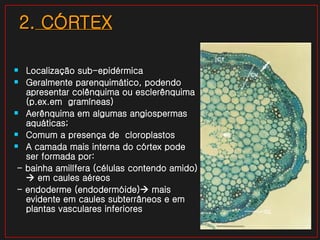 2.  CÓRTEX Localização sub-epidérmica Geralmente parenquimático, podendo apresentar colênquima ou esclerênquima (p.ex.em  gramíneas)  Aerênquima em algumas angiospermas aquáticas; Comum a presença de  cloroplastos  A camada mais interna do córtex pode ser formada por: - bainha amilífera (células contendo amido)   em caules aéreos - endoderme (endodermóide)   mais evidente em caules subterrâneos e em plantas vasculares inferiores  