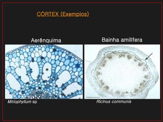 Aerênquima CÓRTEX (Exemplos) Bainha amilífera Miriophyllum  sp Ricinus communis 