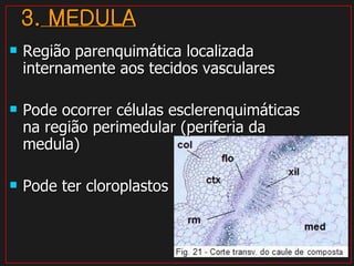 3.  MEDULA Região parenquimática localizada internamente aos tecidos vasculares Pode ocorrer células esclerenquimáticas na região perimedular (periferia da medula)  Pode ter cloroplastos 