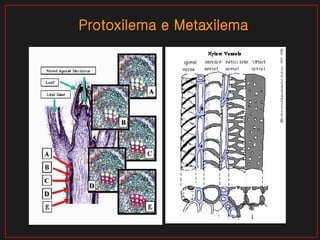 Protoxilema e Metaxilema 