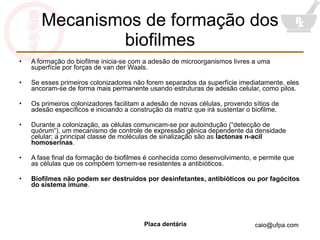 Mecanismos de formação dos biofilmes A formação do biofilme inicia-se com a adesão de microorganismos livres a uma superfície por forças de van der Waals. Se esses primeiros colonizadores não forem separados da superfície imediatamente, eles ancoram-se de forma mais permanente usando estruturas de adesão celular, como pilos. Os primeiros colonizadores facilitam a adesão de novas células, provendo sítios de adesão específicos e iniciando a construção da matriz que irá sustentar o biofilme. Durante a colonização, as células comunicam-se por autoindução (“detecção de quórum”), um mecanismo de controle de expressão gênica dependente da densidade celular; a principal classe de moléculas de sinalização são as  lactonas n-acil homoserinas . A fase final da formação de biofilmes é conhecida como desenvolvimento, e permite que as células que os compõem tornem-se resistentes a antibióticos. Biofilmes não podem ser destruídos por desinfetantes, antibióticos ou por fagócitos do sistema imune . 