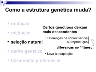 Como a estrutura genética muda? mutação migração seleção natural deriva genética Casamento preferencial Certos genótipos deixam mais descendentes Diferenças na sobrevivência ou reprodução Leva à adaptação diferenças no “fitness” 