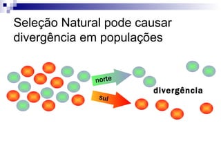 Seleção Natural pode causar divergência em populações divergência norte sul 