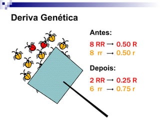 Deriva Genética 8 RR 8  rr 2 RR 6  rr Antes: Depois: 0.50 R 0.50 r 0.25 R 0.75 r 
