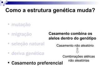 Como a estrutura genética muda? mutação migração seleção natural deriva genética Casamento preferencial Casamento combina os alelos dentro do genótipo Casamento não aleatório Combinações alélicas não aleatórias 