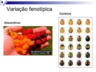 Variação fenotípica Contínua Descontínua 