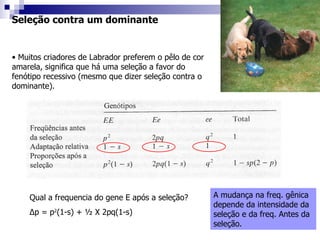 Seleção contra um dominante  Muitos criadores de Labrador preferem o pêlo de cor amarela, significa que há uma seleção a favor do fenótipo recessivo (mesmo que dizer seleção contra o dominante). Qual a frequencia do gene E após a seleção? Δ p  = p 2 (1-s) + ½ X 2pq(1-s) A mudança na freq. gênica depende da intensidade da seleção e da freq. Antes da seleção.  